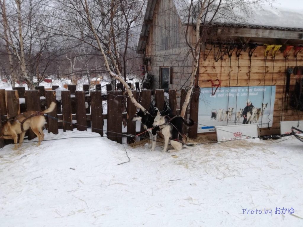 Baikal Dog Sledding Centre：ロシア・リストヴャンカで犬ぞり