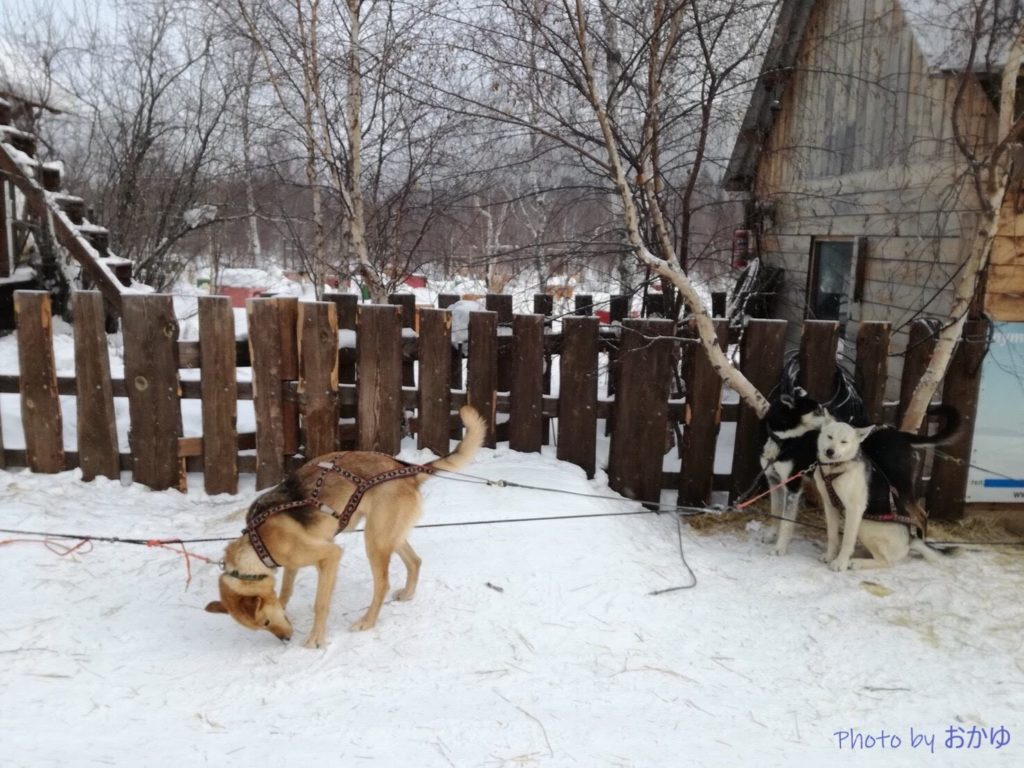 ロシア・Baikal Dog Sledding Centreで犬ぞり